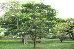 Aleurites moluccanus